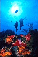 This photo was taken in Roatan, in the Caribbean. Notice the colorful sponge coral in the picture, common throughout the Caribbean.