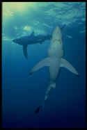 Blue sharks usually seem merely inquisitive and shy, circling around divers and swimmers, but it has attacked people; also blamed for feeding frenzies on survivors of World War II ship sinkings