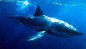 Great White Sharks are found off the coast of South Africa - Carchodon Carcharias