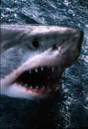 Great White Sharks reproduce by means of claspers. Great White Shark photographed in Australia - Carchodon carcharias