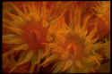 This picture was taken in Bonaire, the macro capital of the world. I used a 1:1 macro extension tube, at night, to capture these yellow-orange polyps, which are very abundant in Bonaire