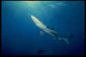 Blue sharks eat great quantities of Squid and Bluefish. They can digest nearly three pounds of fish a day