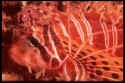 Pterois volitans or Lionfish, is a type of scorpionfish, so called for its poisonous spines