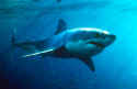 Great White Shark photographed in Australia - Carcharodon Carcharias
