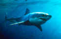 Great White Shark photographed in Australia - Carcharodon Carcharias