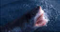 Great White Sharks are found in the south pacific ocean - Carchodon Carcharias