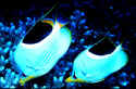 The saddleback butterflyfish is found all about Micronesia and Australia, and tropical waters from Hawaii to Japan