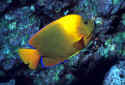 The Clarion Angelfish is found along the Gulf of California and much of the central Eastern Pacific, including San Benedicto Island