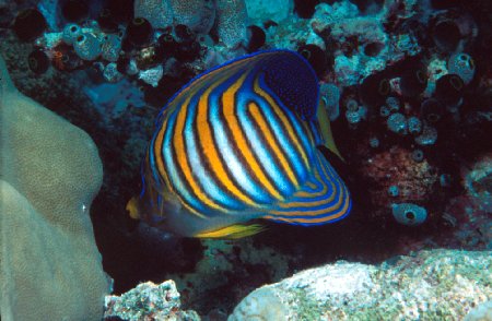 The Regal Angelfish is abundant in the Great Barrier Reef of Australia, and can be found as far away as Egypt