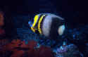 King Angelfish inhabit Shallow coral reefs and walls in depths of 100 feet or less