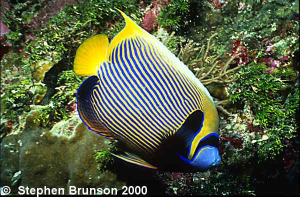 Angelfishes differ from butterfly fishes in having a spine near the lower edge of the gill cover. These laterally compressed fishes are among the most beautiful of the tropical reef fishes.  Most species are only a few centimeters long, but some grow to 24 inches.