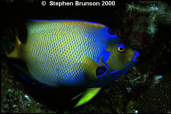 I photographed this Queen Angelfish in Roatan with my 60mm Macro lens and my Tussey housing, with two strobes. I love the results, and I will be going back for more!