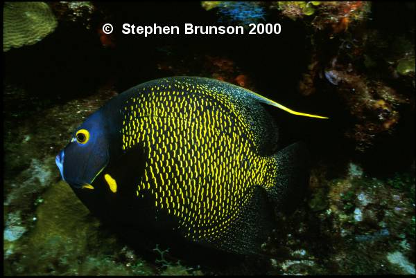 I photographed this French Angelfish in Roatan with my 60mm Macro lens and my Tussey housing, with two strobes. I love the results, and I will be going back for more!