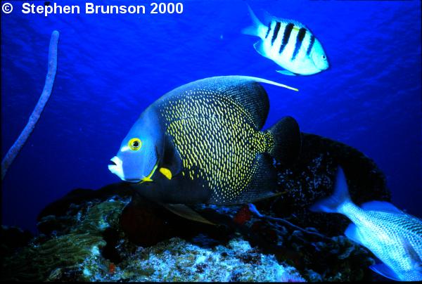 I photographed this French Angelfish in Roatan with my 60mm Macro lens and my Tussey housing, with two strobes. I love the results, and I will be going back for more!