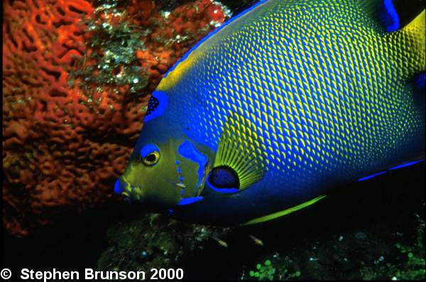 I photographed this Queen Angelfish in Roatan with my 60mm Macro lens and my Tussey housing, with two strobes. I love the results, and I will be going back for more!