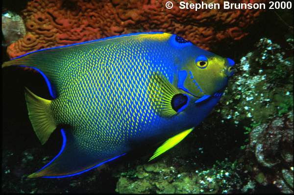 I photographed this Queen Angelfish in Roatan with my 60mm Macro lens and my Tussey housing, with two strobes. I love the results, and I will be going back for more!