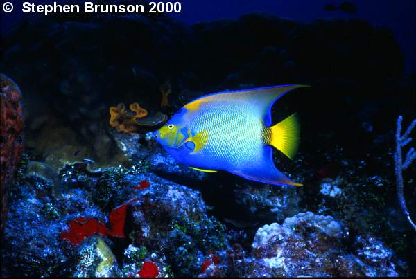 I photographed this Queen Angelfish in Roatan with my 60mm Macro lens and my Tussey housing, with two strobes. I love the results, and I will be going back for more!