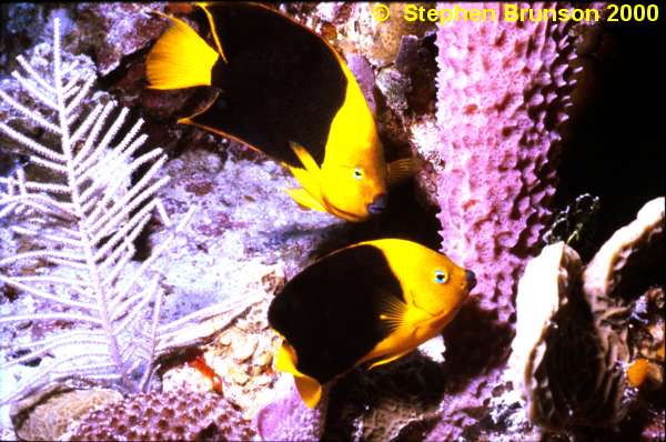 These two Rock Beauties were eating lunch in Grand Cayman near an azure vase coral. I photographed this image with a 28mm lens at the first annual Nikonos shootout. Notice the Azure Vase Coral which the rock beauties use for protection from predators. The azure vase is one of the true corals. True corals secrete calcium carbonate from the bottom half of the stalk of the individual animal, or polyp, forming skeletal cups to which the polyps are anchored and into which they withdraw for protection. In the flattened oral disc at the top of the stalk is an opening, edged with feathery tentacles and cilia, that is both mouth and anus. At night the tentacles extend from the cup, seize animal plankton that wash against them, and carry the food to the mouth. Stinging cells, or nematocysts, on the tentacles can also paralyze prey