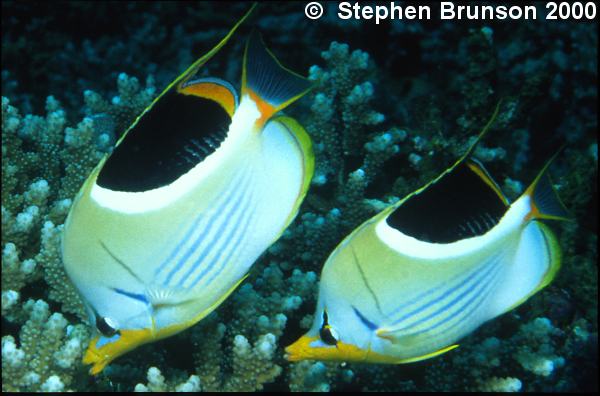 The saddleback is technically a butteflyfish, part of the same family as angelfish