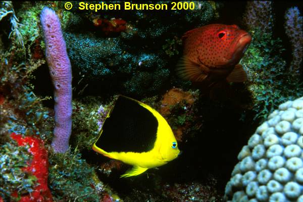 This rock beauty and red spotted grouper seemed to be best of friends at the same coral head. I assumed they had some sort of symbiotic relationship going on