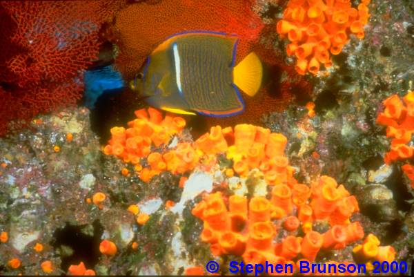 I photographed this Juvenile King Angel in the Sea of Cortez, where bright red and orange sea fans are very abundant. I used the 28mm lens at minimum focus with two wide angle strobes to bring out the color