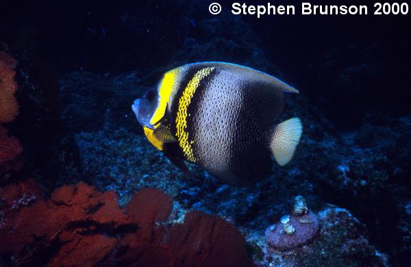 These beautiful angelfish in the Sea of Cortez are quite abundant and very colorful, with an almost neon yellow glow
