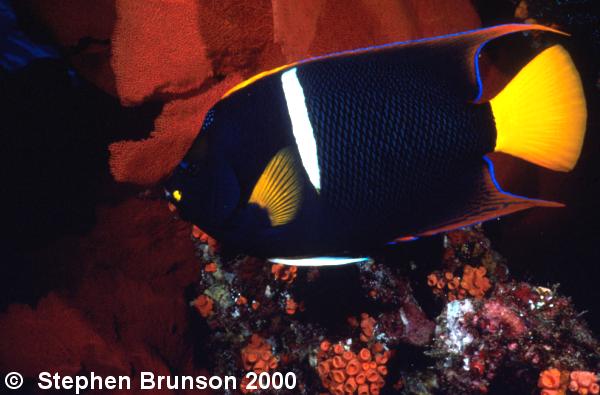 I photographed this King Angel in the Sea of Cortez, where bright red and orange sea fans are very abundant. I used the 28mm lens at minimum focus with two wide angle strobes to bring out the color