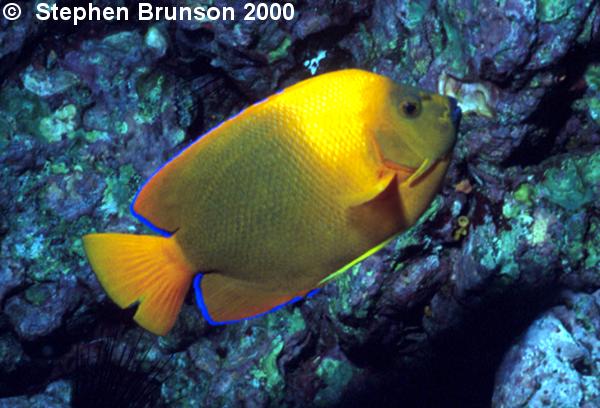 The Clarion Angelfish likes to swim with the Manta Rays, a huge contrast in color