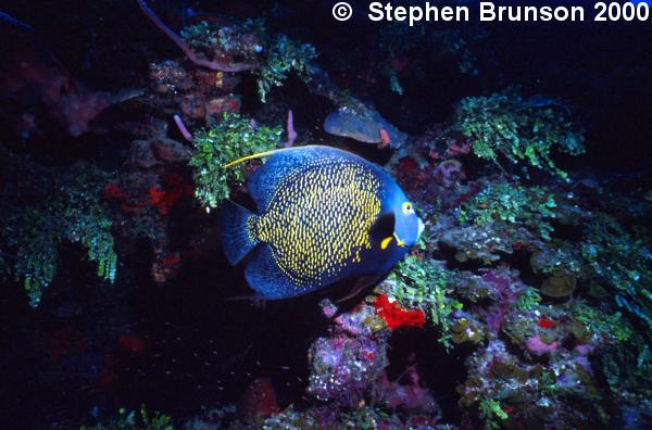 I photographed this French Angelfish in Roatan with my 60mm Macro lens and my Tussey housing, with two strobes. I love the results, and I will be going back for more!