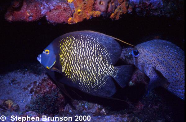 I photographed this French Angelfish in Roatan with my 60mm Macro lens and my Tussey housing, with two strobes. I love the results, and I will be going back for more!