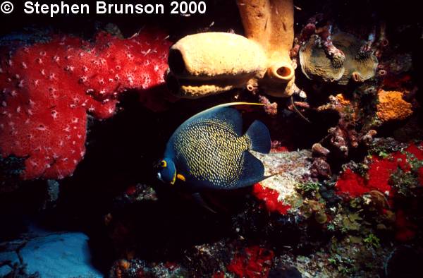 I photographed this French Angelfish in Roatan with my 60mm Macro lens and my Tussey housing, with two strobes. I love the results, and I will be going back for more!