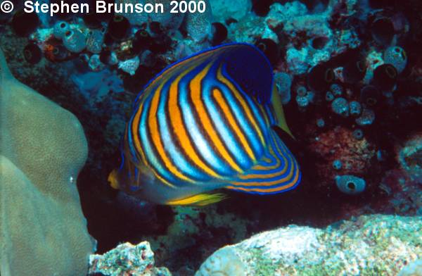 The Regal Angelfish displays some of the brightest colors