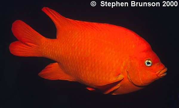 I photographed this Garibaldi at San Clemente Island with my Nikon 8008 and my 60mm macro lens, with two strobes. I love the results, and will be going back for more!