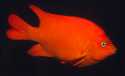 The Garibaldi, Hypsypops rubicundus, a very territorial fish, is the official fish of the state of California, and is protected by law