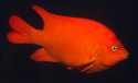 The Garibaldi, Hypsypops rubicundus, a very territorial fish, is the official fish of the state of California, and is protected by law