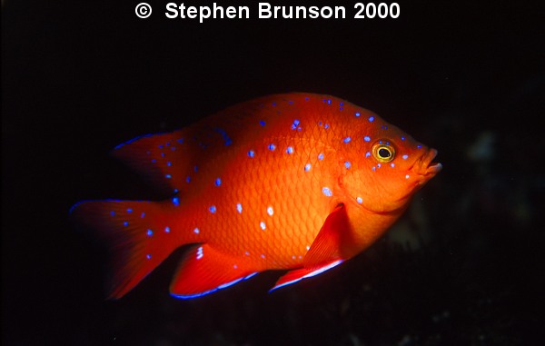 I photographed this juvenile Garibaldi at San Clemente Island with my Nikon 8008 and my 105mm macro lens, with two strobes. I love the results, and will be going back for more! 

