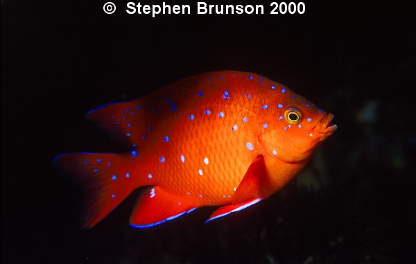 I photographed this juvenile Garibaldi at San Clemente Island with my Nikon 8008 and my 105mm macro lens, with two strobes. I love the results, and will be going back for more!