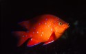 The Garibaldi is a member of the damselfish/angelfish family, and exhibits many of the same characteristics of the Emporer Angel, aggressively defending its eggs and feeding grounds