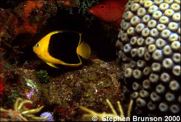 This rock beauty and red spotted grouper seemed to be best of friends at the same coral head. I assumed they had some sort of symbiotic relationship going on