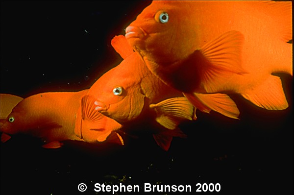 I photographed these Garibaldis at Catalina Island with my Nikonos V and my 28mm lens, with two strobes. I love the results, and will be going back for more!