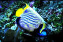 Pomacanthus imperator - commonly called Angelfish