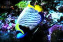 Emperor angelfish belong to the group Pomacanthidae