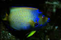 Queen angelfish are colored differently as juveniles