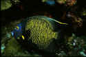 French angelfish belong to the group Pomacanthidae 