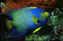 Queen angelfish are found From Florida to Brazil, including The Caribbean, Bahamas, West Indies and the Florida Keys