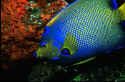 The Queen and Blue Angelfishes commonly hybridize, producing offspring mixed in appearance