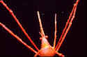 an ArrowCrab - an aquatic arthropod 