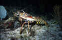 lobsters hide in the rocks during the daylight hours