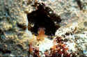 underwater cave dwelling species