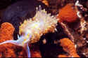 a white and yellow Nudibranch